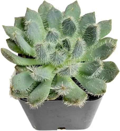 Vista 18 de Plantas suculentas vivas de USKC (Crassula de 2.5 pulgadas 'Spring time')