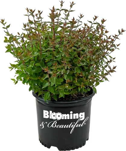 Vista 8 de Blooming & Beautiful Confeti Abelia, 3 galones Arbusto de hoja perenne compacto - Follaje verde y crema abigarrado - Planta de paisaje vivo al
