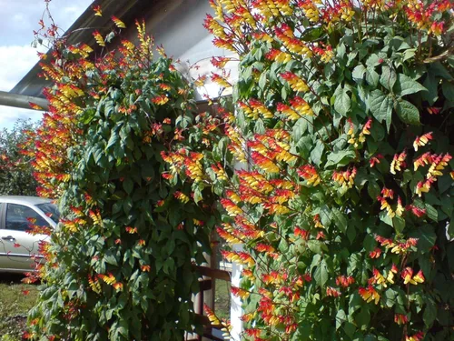 Vista 2 de Semillas Petardo Vid Mina Lobata Quamoclit Flores Anuales