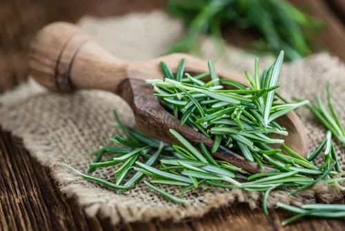 Vista 2 de Rosemary 50 Seeds (Rosmarinus officinalis) Heirloom - Polinizado abierto