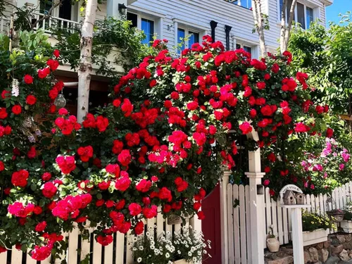Vista 6 de Más de 100 semillas de rosas trepadoras para plantar al aire libre, flores ornamentales trepadoras, arbusto rosa, trepador de vid de larga floración