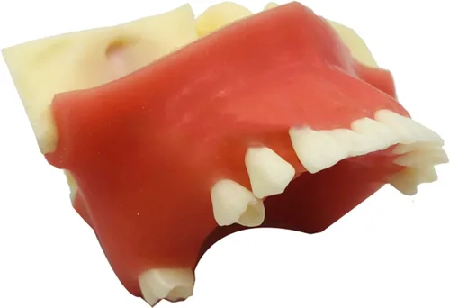Vista 4 de Modelo de dientes de implante dental - Modelo de elevación del seno maxilar - Modelo de práctica de implante oral para educación, comunicación
