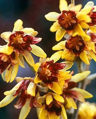 Vista 2 de Wintersweet Bonsai Tree Seeds - Chimonanthus praecox 10 Seeds - Enviados desde Iowa, EE. UU