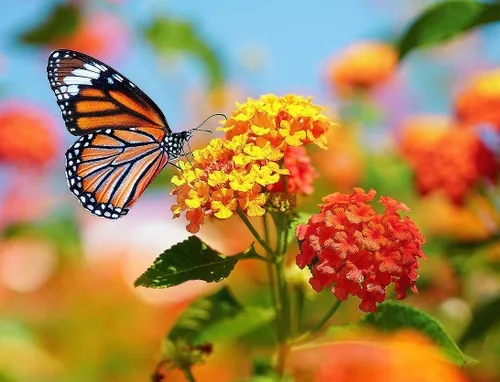 Vista 2 de Tropical Milkweed - Asclepias Currassavica Seeds - Alimento y planta hospedadora para mariposas monarca. Crecerá en todo los Estados Unidos como