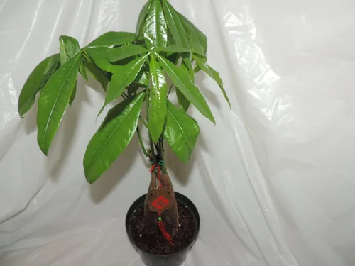 Vista 2 de Árbol del dinero Bonsai 5 trenzado de 20 pulgadas de alto