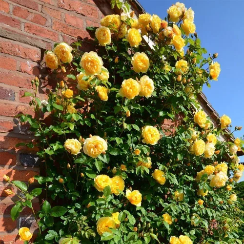 Vista 2 de 260 semillas de rosas trepadoras para plantar, ideales para jardineros de bricolaje, plantación de balcón y embellecimiento del hogar, flores