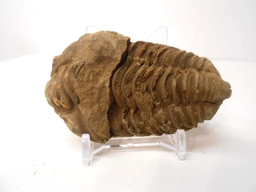 Vista 3 de Fósil trilobite de calimeno muy grande genuino de la región anti-Atlas de Marruecos, N.Africa con soporte de exhibición acrílico gratuito, hoja
