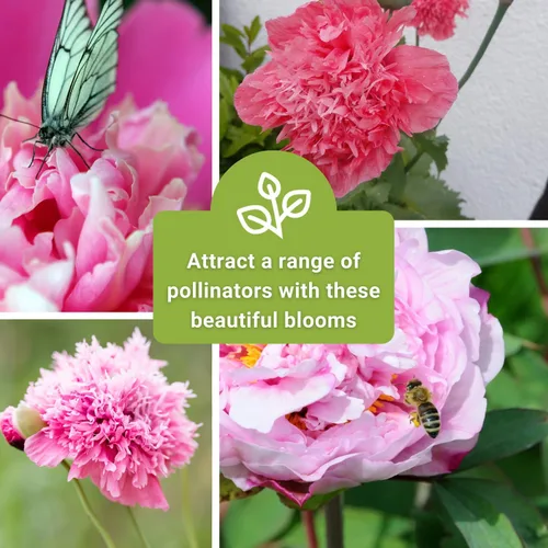 Vista 6 de Sow Right Seeds - Semillas de amapola de peonía de rosa pálida para plantar - Variedad anual de reliquia sin OMG - Hermosas flores de amapola
