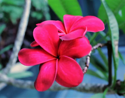 Vista 4 de Semillas de Plumeria de Colores Mixtos - Flor Lei Frangipani Mix Rosa Rojo Amarillo Blanco Jocad (10 Semillas)