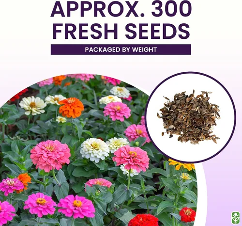 Vista 3 de Semillas de zinnia mixtas para plantar al aire libre - 300 semillas frescas - Flores de Zinnia cortadas y vueltas - Cultivadas en los Estados Unidos