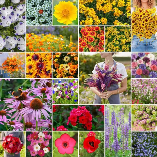Vista 15 de Eden Brothers Native Western Xeriscape - Mezcla de semillas de flores