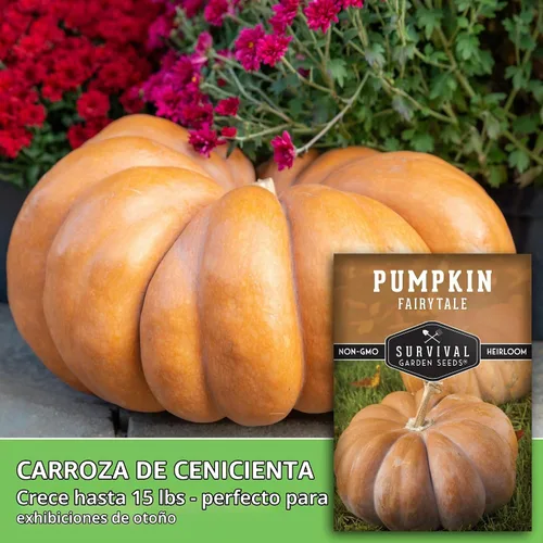 Vista 3 de Semillas de calabaza de cuento de hadas para plantar - 1 paquete Heirloom Musquée de Provence Pumpkins for Storage, Pies, Soups, Fall Décor