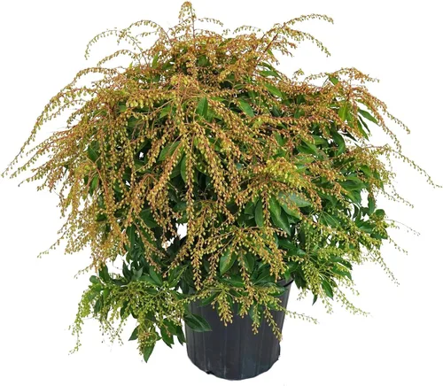 Vista 7 de Pieris jap. 'Cavatine' (Cavatine Dwarf Andromeda) Evergreen, #2 - Contenedor
