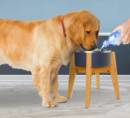 Vista 4 de Soporte para cuenco para perros (12 pulgadas de alto), ideal para razas grandes, ajustable de lado, pies inclinados, eleva, eleva los comederos