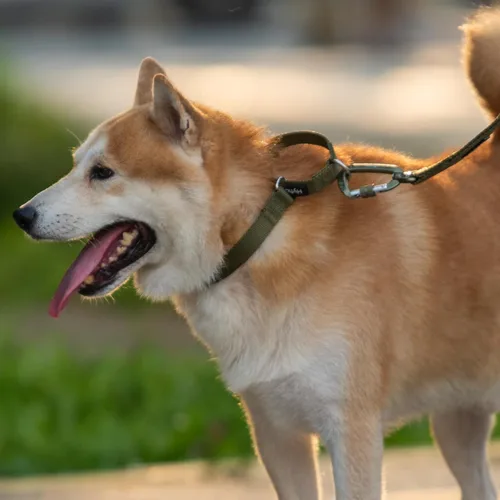 Vista 3 de Hyhug Collar Martingale para perros pequeños, color verde, resistente a prueba de escape, nailon duradero, sin hebilla, ideal para entrenamiento