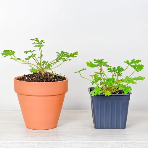 Vista 5 de Plantas vivas de geranio de citronela (paquete de 2); plantas en maceta perfumadas de citronela Pelargonium