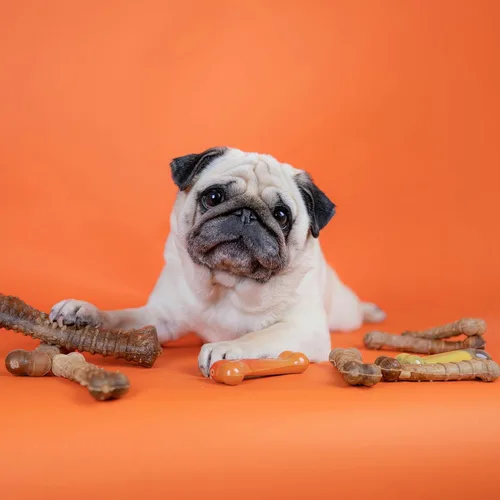 Vista 5 de Nylabone Healthy Edibles - Premios masticables para perro, todo natural, larga duración, 1 unidad, sabor a tocino (Bacon), M/Wolf Natural dog