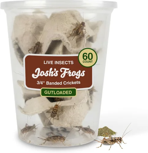 Vista 9 de Josh's Frogs Grillos con bandas de 3/4" (60 unidades)