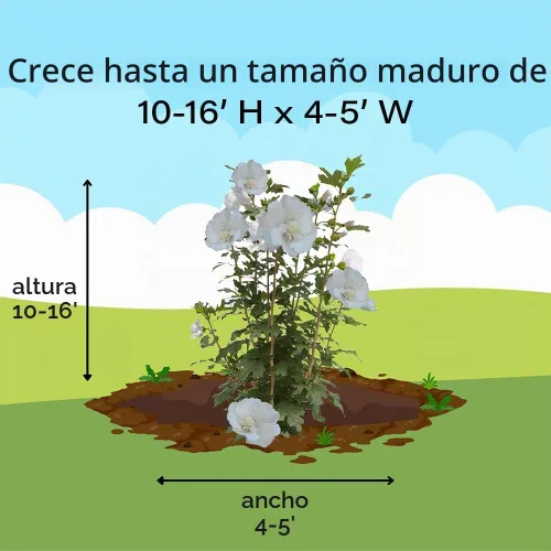 Vista 13 de s 2 Gal. Pilar Blanco Rosa de Sharon (Hibisco) Arbusto