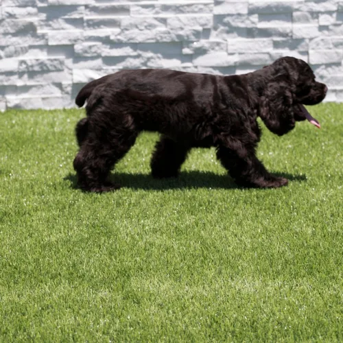 Vista 10 de MSI Alfombra de césped artificial de 1.496 in de grosor para exteriores, césped artificial para perros, césped artificial, césped para mascotas