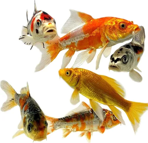 Vista 8 de Toledo Goldfish - Pez Koi mariposa y Koi, Combo para estanques, acuarios o peceras