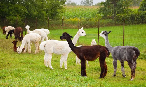 Vista 7 de Warrior Alpaca Socks - Plantillas y forros de fieltro 100% lana de alpaca para zapatos y botas, 1 par - Mantente caliente/fresco naturalmente