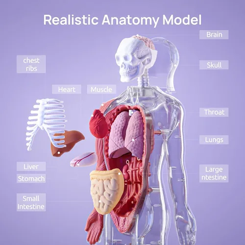 Vista 3 de Science Can Modelo de cuerpo humano para niños, juguetes interactivos