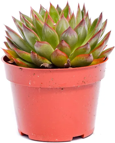 Vista 9 de Planta suculenta Echeveria viva - Suculenta Echeveria de 4 pulgadas con raíces completas (Echeveria Benitsukasa)