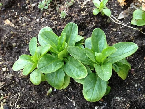 Vista 6 de Semillas CornSalad Cordero Lechuga de Cordero Vegetal de la reliquia para plantar sin OMG