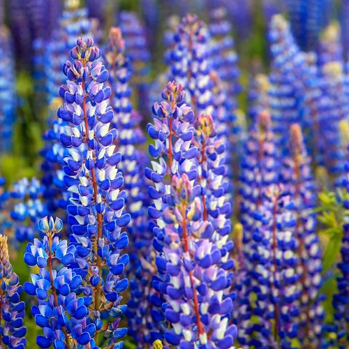 Vista 2 de Semillas de flor de altramuz azul, más de 200 semillas, flores silvestres fáciles de cultivar