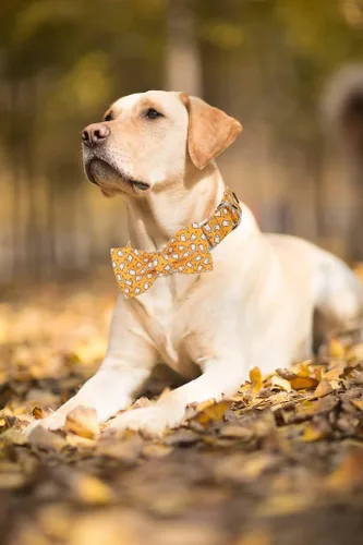 Vista 21 de Lionet Paws Collar de perro de Halloween con corbatín, bonito collar de algodón ajustable con hebilla de metal para perros pequeños, medianos y A