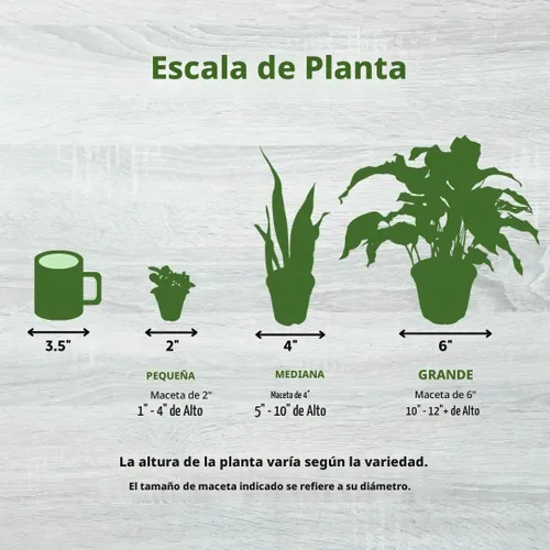 Vista 8 de BubbleBlooms Carnívora Planta Nepenthes Jarra alada 6 pulgadas HB