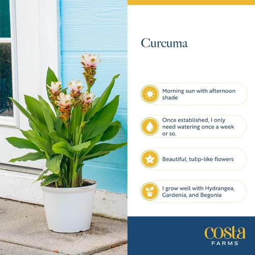 Vista 6 de Costa Farms Curcuma, planta viva de jengibre oculto en maceta de plástico, planta de interior con flores al aire libre, perfecta para decoración