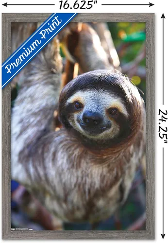 Vista 3 de Trends International Póster de pared de perezoso - Sonrisa, 14.725 x 22.375 pulgadas, versión enmarcada de madera de granero