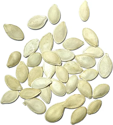 Vista 6 de Seed Needs Semillas de calabaza para plantar calabazas pequeñas de tarta de azúcar, semillas de verduras sin OMG y sin tratar para plantar un huerto