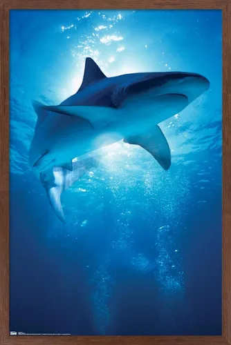 Vista 10 de Trends International Póster de pared de tiburón, 14.6 x 22.4 in, versión enmarcada de madera de granero