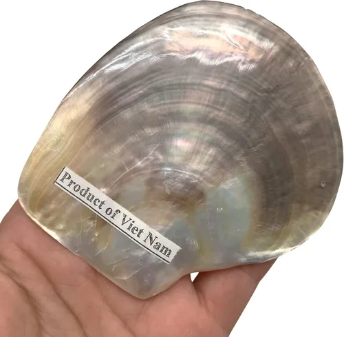 Vista 2 de PEPPERLONELY 4 unidades de plata perla M.O.P. Natural Pearl Oyster Sea Shells, 2-1/2 pulgadas ~ 3-3/4 pulgadas