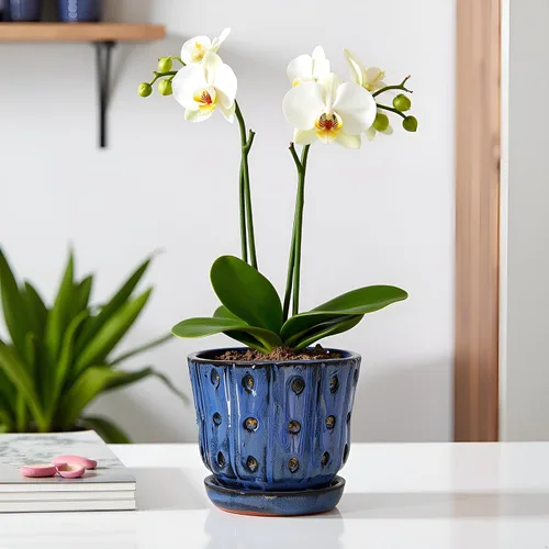 Vista 8 de Macetas para Orquídeas de 4.9 pulgadas Macetas Redondas de Cerámica para Orquídeas con Agujeros Juego de 2 (Azul Cielo+Blanco con Verde Limón)