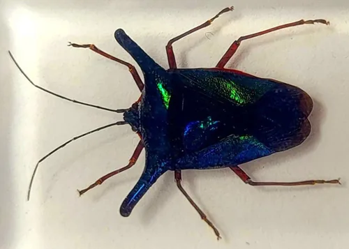 Vista 23 de 44mm Hormiga gigante tropical real en resina de lucita transparente cristalina, espécimen preservado Pseudoneoponera Rufipes, taxidermia