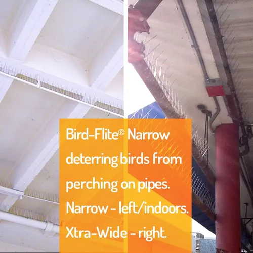 Vista 4 de Bird Barrier Bird-Flite - Espigas para pájaros de acero inoxidable