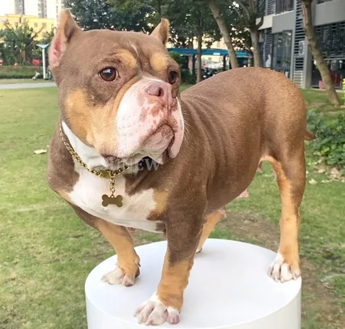 Vista 4 de SUNEW Collar de entrenamiento para perros medianos con diseño de placa de identificación de perro, hebilla segura, collar de cadena de eslabones