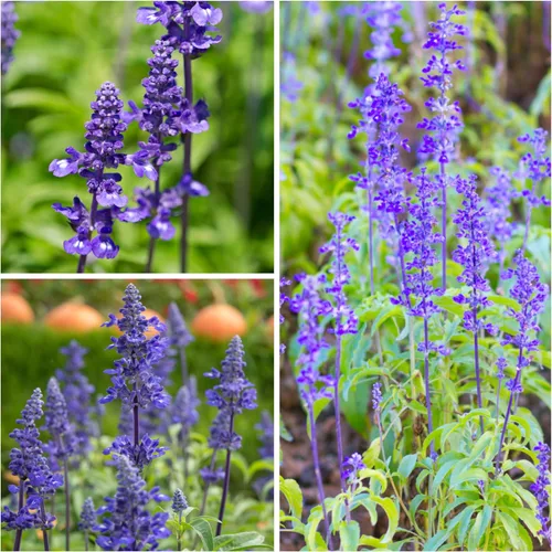 Vista 2 de Seed Needs Semillas de salvia de zafiro para plantar flores de salvia azul, 2 paquetes