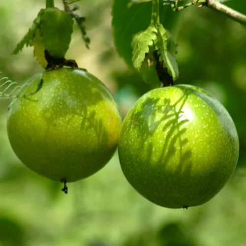 Vista 2 de CarpetC - Más de 50 semillas de maracuyá para plantar, fruta dulce de crecimiento rápido para el jardín del hogar