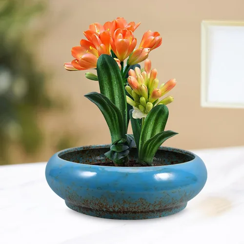 Vista 7 de GANAZONO Jardinera para plantas de agua, macetas de lirio de agua