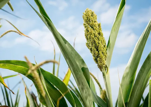 Vista 7 de Food to Live Sorgo de grano entero orgánico sin gluten, 1 libra - Granos blancos sin transgénicos. Semillas milo. Vegano, Escoba de maíz a granel.