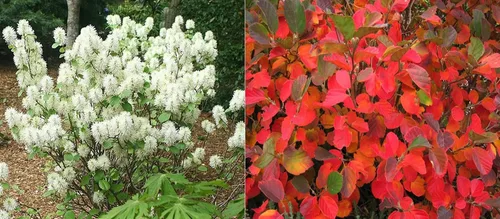 Vista 2 de Fothergilla Gardenii - Flores de primavera y color otoñal - Planta viva enviada de 2 a 3 pies de alto por DAS Farms