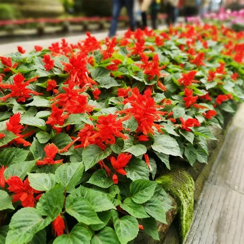 Vista 4 de 50 semillas de flores de salvia escarlata para plantar, semillas de Salvia raras perennes, semillas de agastache de arenisca Arizona sin OMG