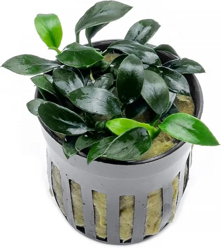 Vista 14 de SubstrateSource Plantas vivas – Anubias Hastifolia (Anubias hastifolia) – Luz baja a moderada, hojas en forma de flecha de color verde medio a