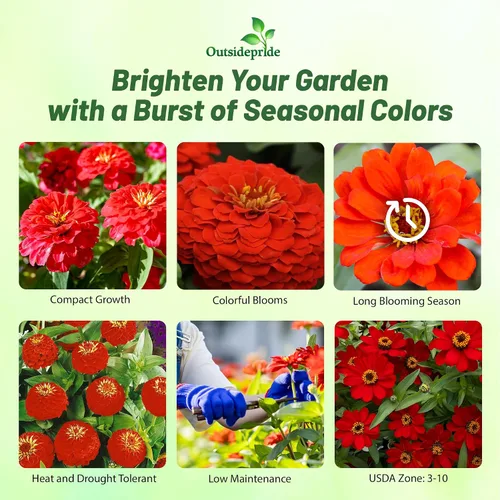 Vista 2 de Outsidepride - Zinnia Elegans, 1000 semillas anuales, Lilliput Red, flores para plantar, color rojo