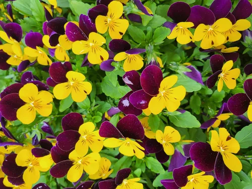 Vista 7 de 50 semillas de flor tricolor de viola violeta DARK JOHNNY JUMP UP